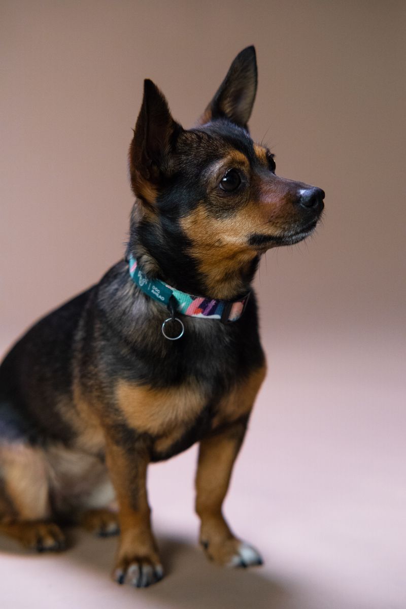 まる ミックス犬