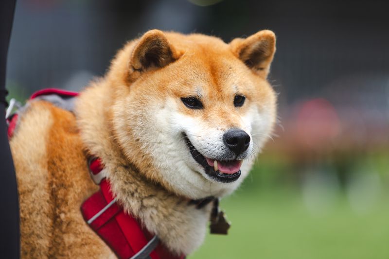 そら 柴犬